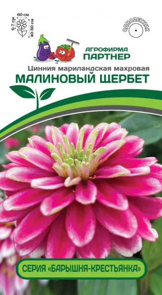 Партнер Цинния МАЛИНОВЫЙ ЩЕРБЕТ / мариландская махровая ^(5шт) , изображение 0