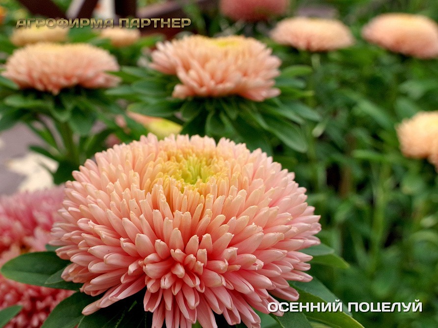 Партнер Астра китайская ОСЕННИЙ ПОЦЕЛУЙ ^(5шт в амп), изображение 4
